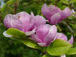 cw-magnolia